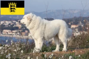 Lee más sobre el artículo Criadores de Perros de Montaña de los Pirineos y cachorros en Baden-Wurtemberg