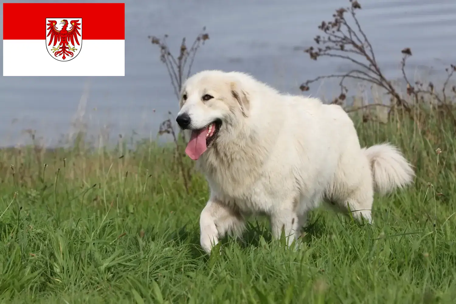 Lee más sobre el artículo Criador de Perros de Montaña de los Pirineos y Cachorros en Brandenburgo