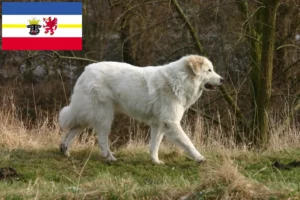 Lee más sobre el artículo Criador de Perros de Montaña de los Pirineos y Cachorros en Mecklemburgo-Pomerania Occidental