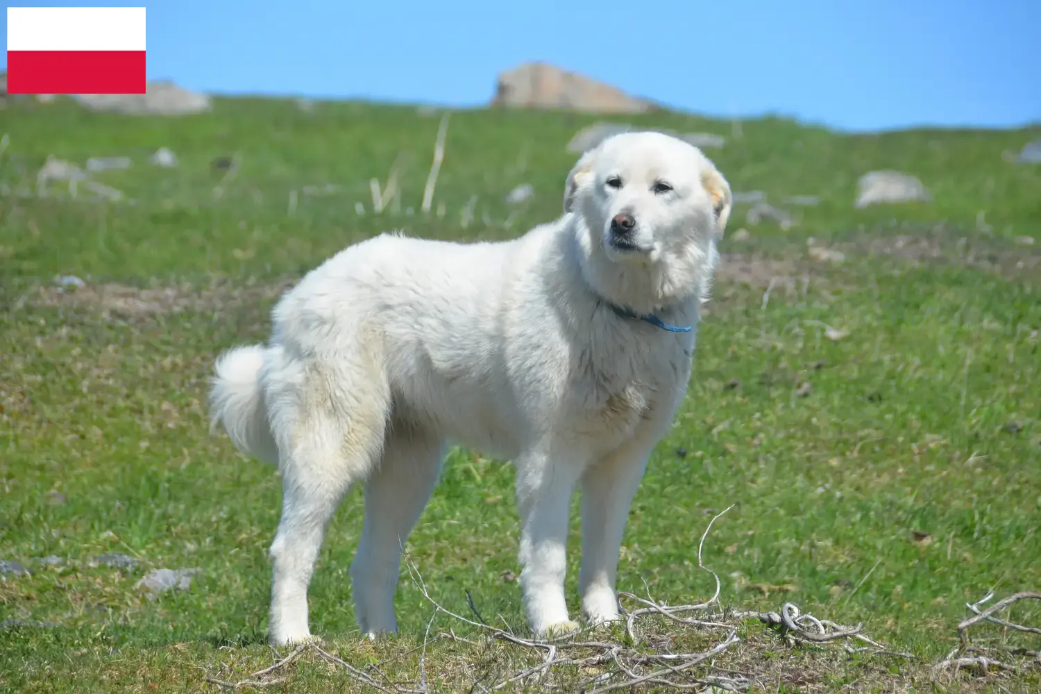 Lee más sobre el artículo Criadores de Perros de Montaña de los Pirineos y cachorros en Polonia