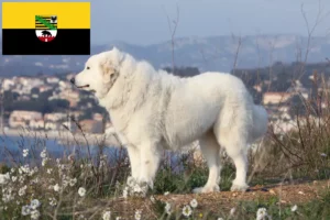 Lee más sobre el artículo Criador de Perros de Montaña de los Pirineos y Cachorros en Sajonia-Anhalt