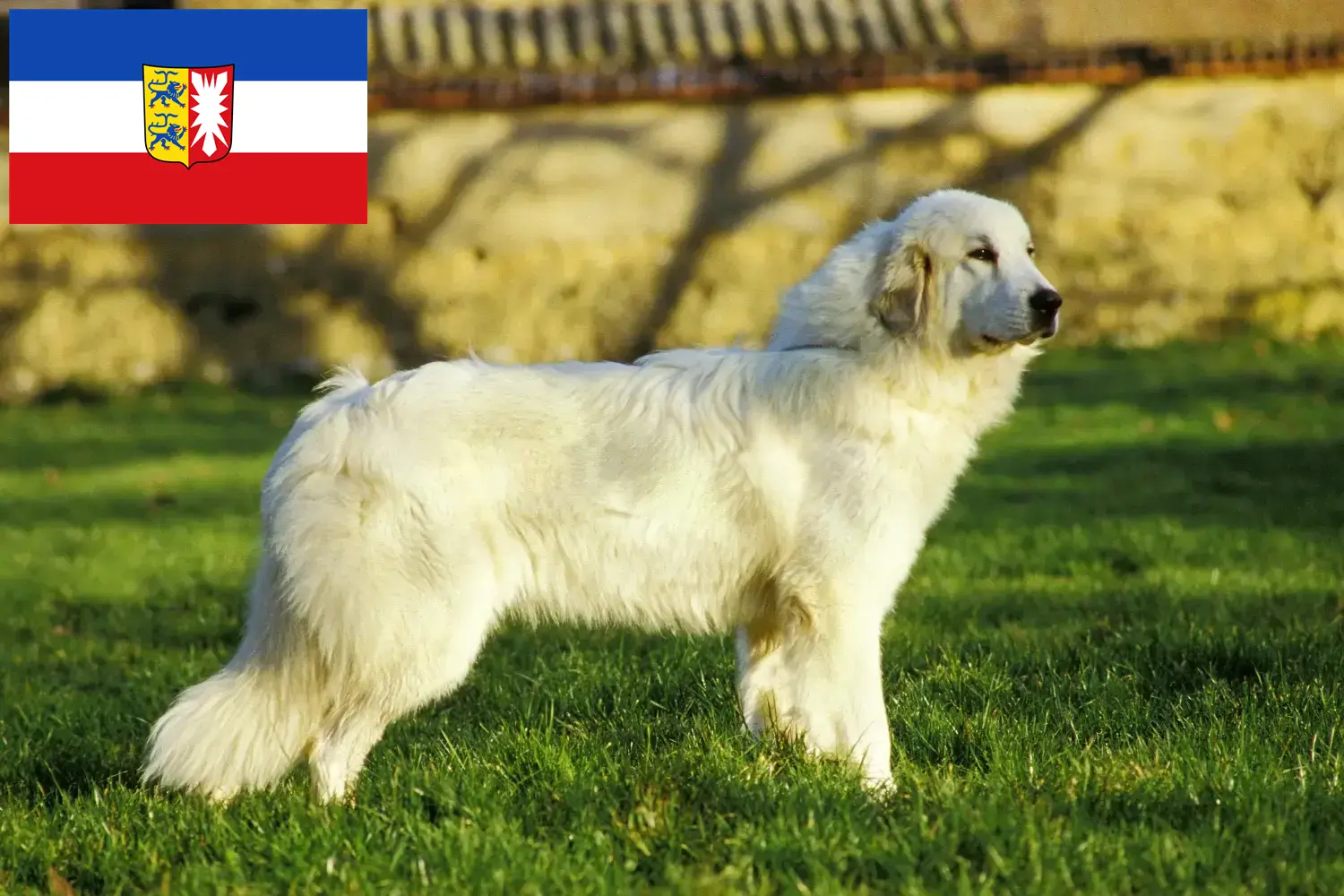 Lee más sobre el artículo Criador de Perros de Montaña de los Pirineos y Cachorros en Schleswig-Holstein