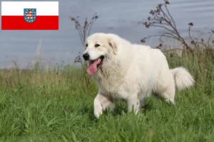 Lee más sobre el artículo Criador de Perros de Montaña de los Pirineos y Cachorros en Turingia