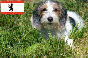 Lee más sobre el artículo Petit Basset Griffon Vendéen criadores y cachorros en Berlín