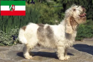 Lee más sobre el artículo Petit Basset Griffon Vendéen criadores y cachorros en Renania del Norte-Westfalia