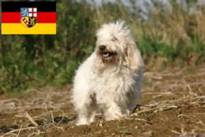 Lee más sobre el artículo Petit Basset Griffon Vendéen criadores y cachorros en Sarre