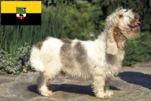 Lee más sobre el artículo Petit Basset Griffon Vendéen criadores y cachorros en Sajonia-Anhalt