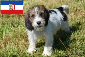 Lee más sobre el artículo Petit Basset Griffon Vendéen criadores y cachorros en Schleswig-Holstein