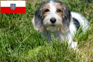 Lee más sobre el artículo Petit Basset Griffon Vendéen criadores y cachorros en Turingia