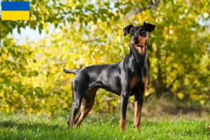 Lee más sobre el artículo Criadores de Pinscher alemán y cachorros en Ucrania