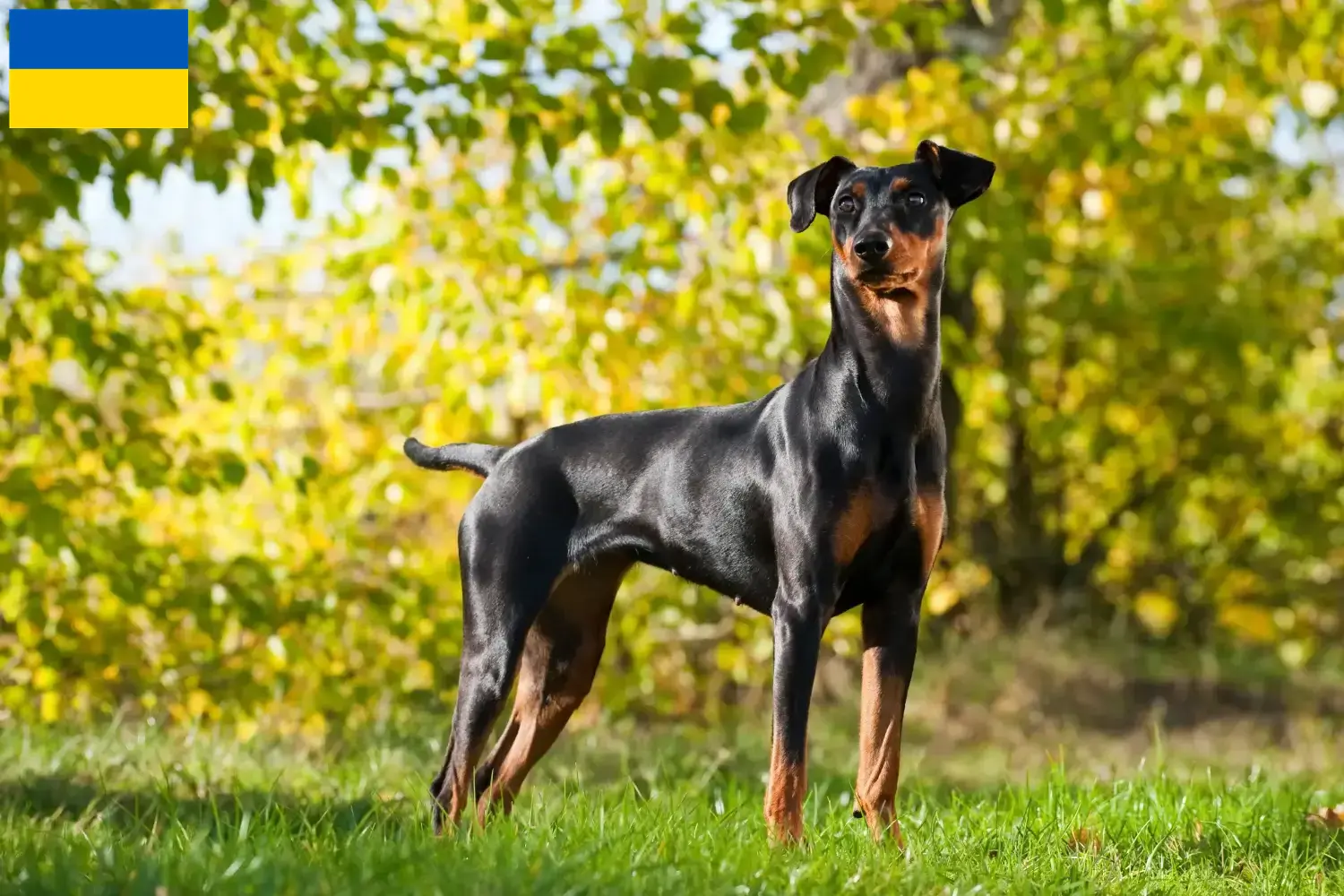 Lee más sobre el artículo Criadores de Pinscher alemán y cachorros en Ucrania