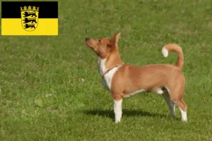 Lee más sobre el artículo Criadores de Podenco y cachorros en Baden-Württemberg