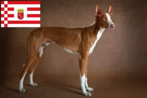 Lee más sobre el artículo Criadores de Podenco y cachorros en Bremen