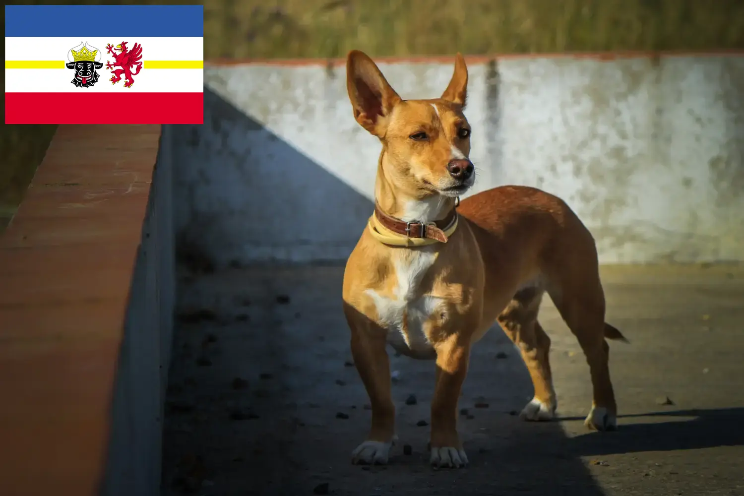 Lee más sobre el artículo Criadores de Podenco y cachorros en Mecklemburgo-Pomerania Occidental