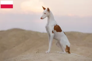 Lee más sobre el artículo Criadores de Podenco y cachorros en Polonia