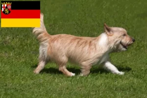 Lee más sobre el artículo Criadores de Podenco y cachorros en Renania-Palatinado