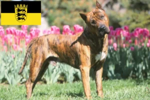 Lee más sobre el artículo Criadores de Presa Canario y cachorros en Baden-Württemberg