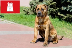 Lee más sobre el artículo Criadores de Presa Canario y cachorros en Hamburgo