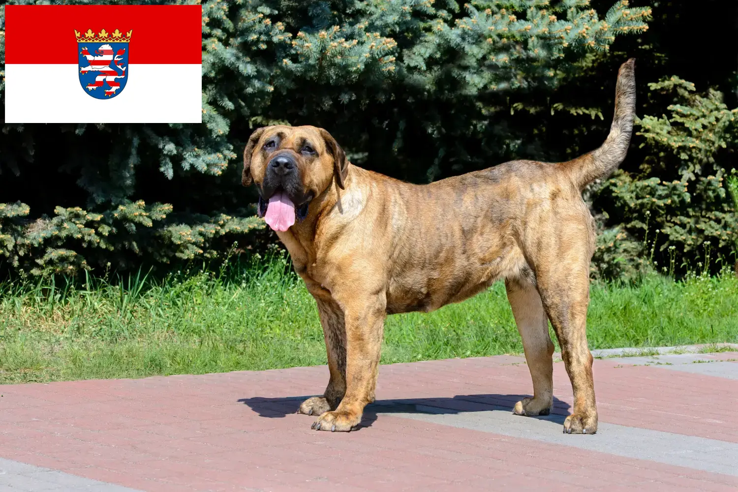 Lee más sobre el artículo Criadores de Presa Canario y cachorros en Hessen