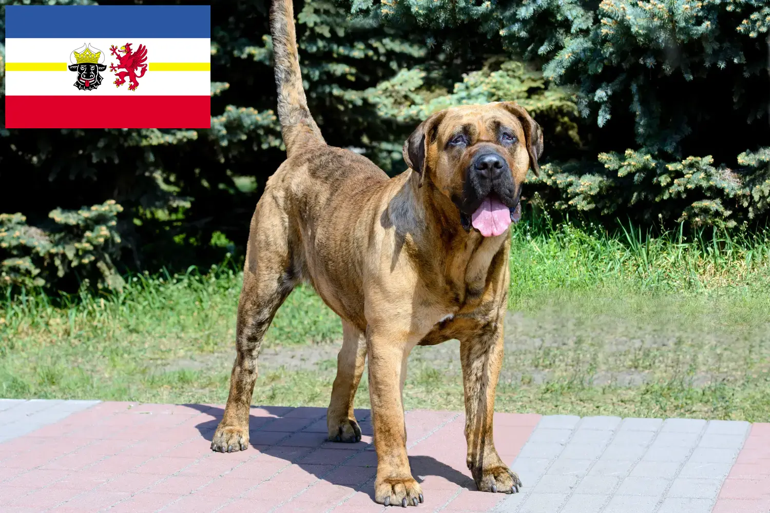 Lee más sobre el artículo Criadores de Presa Canario y cachorros en Mecklemburgo-Pomerania Occidental