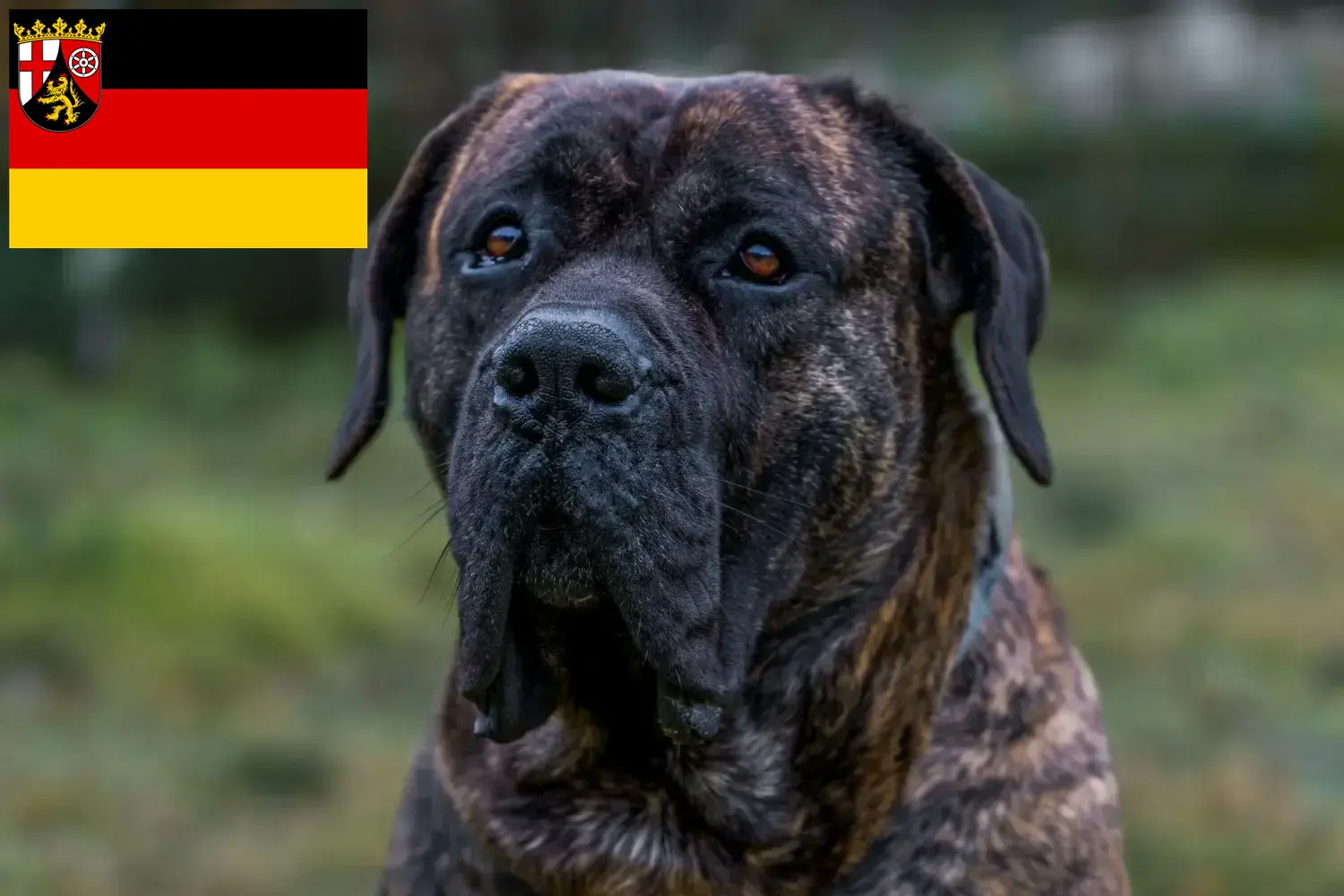 Lee más sobre el artículo Criadores de Presa Canario y cachorros en Renania-Palatinado