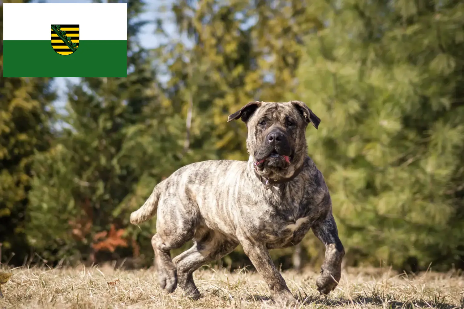 Lee más sobre el artículo Criadores de Presa Canario y cachorros en Sajonia