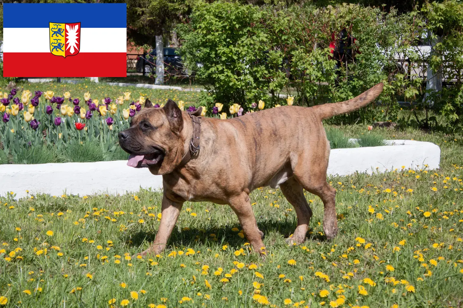 Lee más sobre el artículo Criadores de Presa Canario y cachorros en Schleswig-Holstein