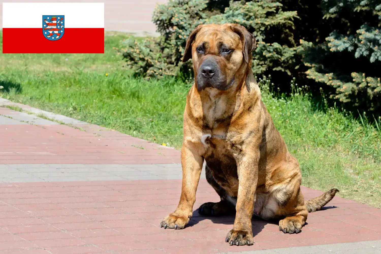 Lee más sobre el artículo Criadores de Presa Canario y cachorros en Turingia