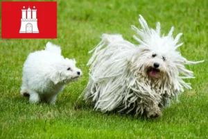 Lee más sobre el artículo Criadores de Puli y cachorros en Hamburgo