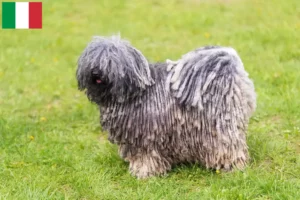 Lee más sobre el artículo Criadores de Puli y cachorros en Italia