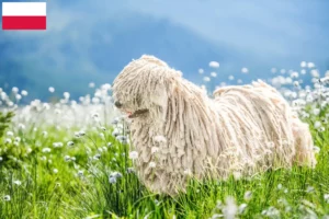 Lee más sobre el artículo Criadores de Puli y cachorros en Polonia