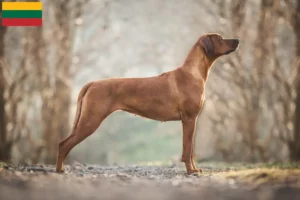 Lee más sobre el artículo Criadores y cachorros de Rhodesian Ridgeback en Lituania