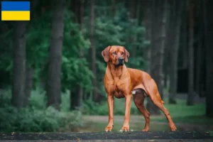 Lee más sobre el artículo Criadores y cachorros de Rhodesian Ridgeback en Ucrania