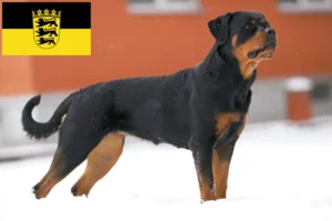 Lee más sobre el artículo Criadores de rottweiler y cachorros en Baden-Wurtemberg