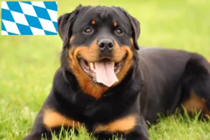 Lee más sobre el artículo Criadores de rottweiler y cachorros en Baviera