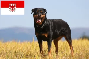 Lee más sobre el artículo Criadores de rottweiler y cachorros en Brandenburgo