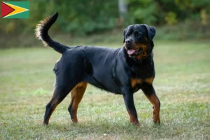 Lee más sobre el artículo Criadores de rottweiler y cachorros en Guyana