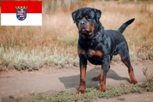 Lee más sobre el artículo Criadores de rottweiler y cachorros en Hessen