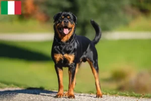 Lee más sobre el artículo Criadores y cachorros de rottweiler en Italia