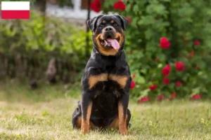 Lee más sobre el artículo Criadores de rottweiler y cachorros en Polonia