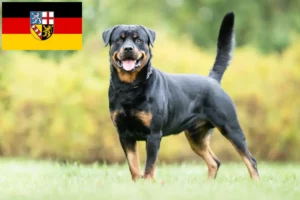 Lee más sobre el artículo Criadores de rottweiler y cachorros en Sarre