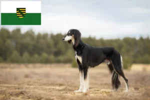 Lee más sobre el artículo Criadores de salukis y cachorros en Sajonia