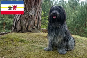 Lee más sobre el artículo Criadores de Schapendoes y cachorros en Mecklemburgo-Pomerania Occidental