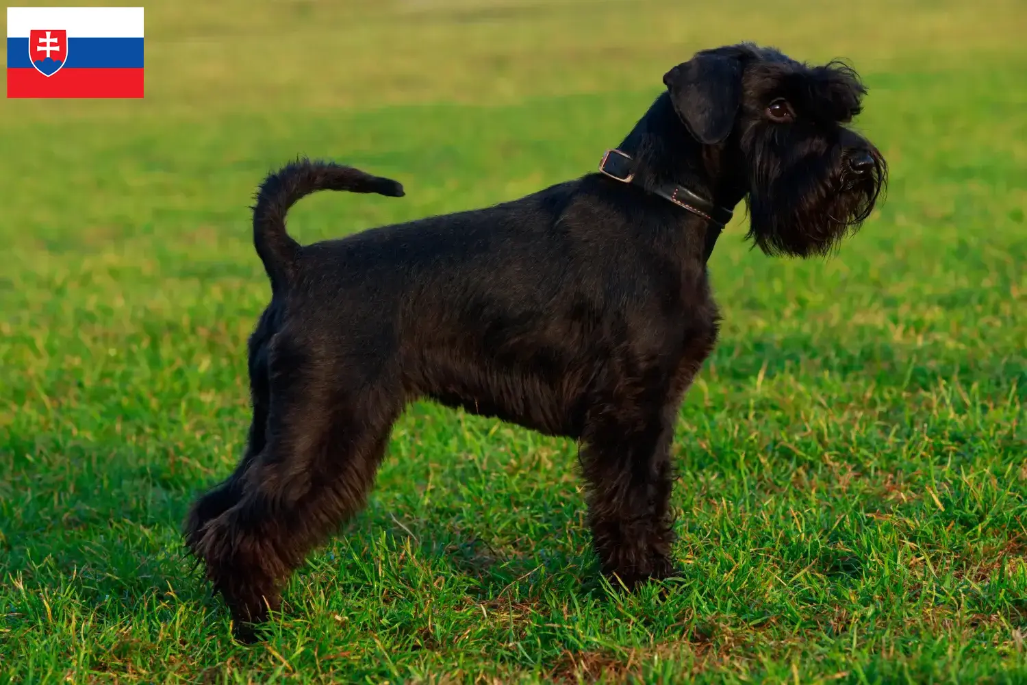 Lee más sobre el artículo Criadores de Schnauzer y cachorros en Eslovaquia