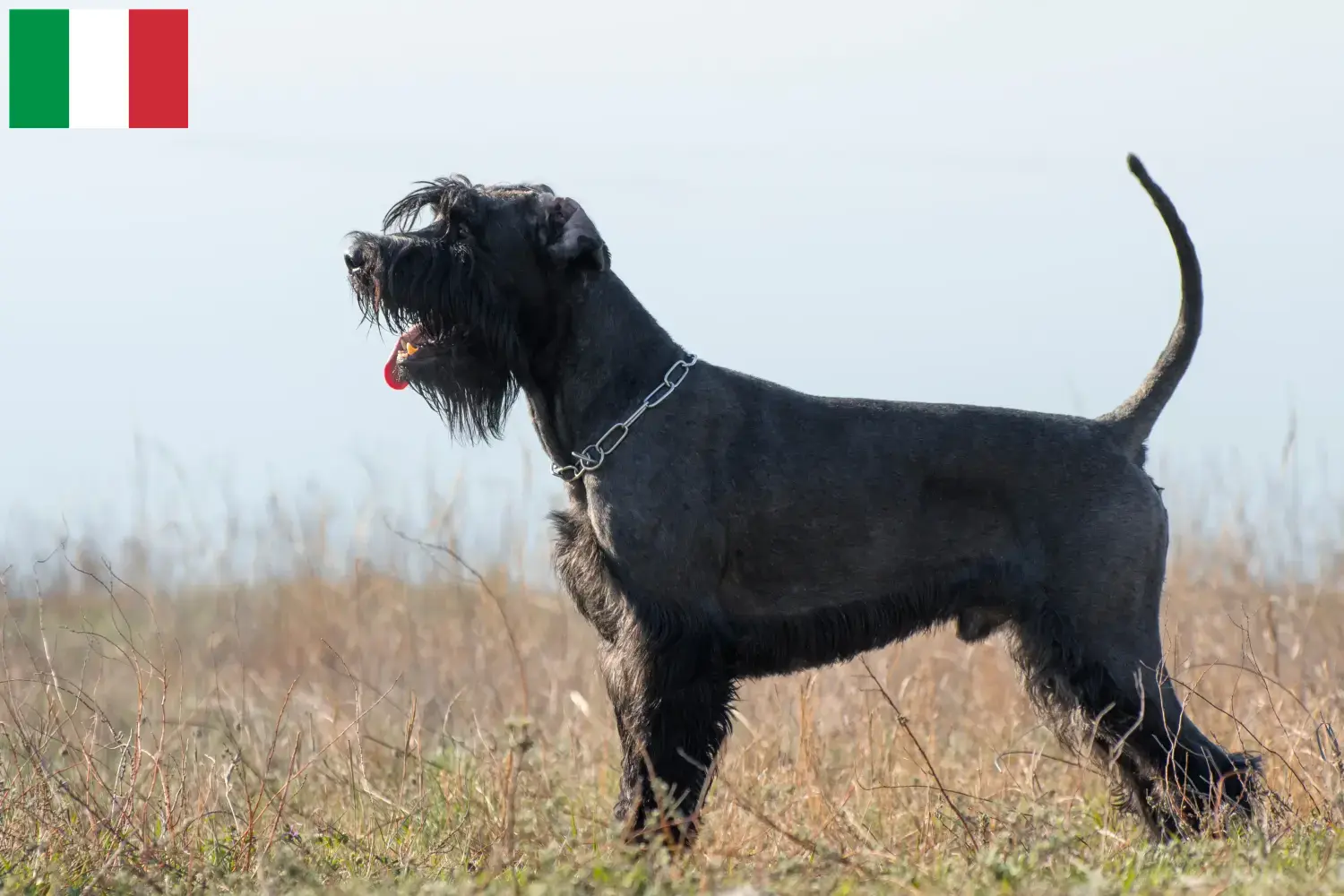 Lee más sobre el artículo Criadores de Schnauzer y cachorros en Italia