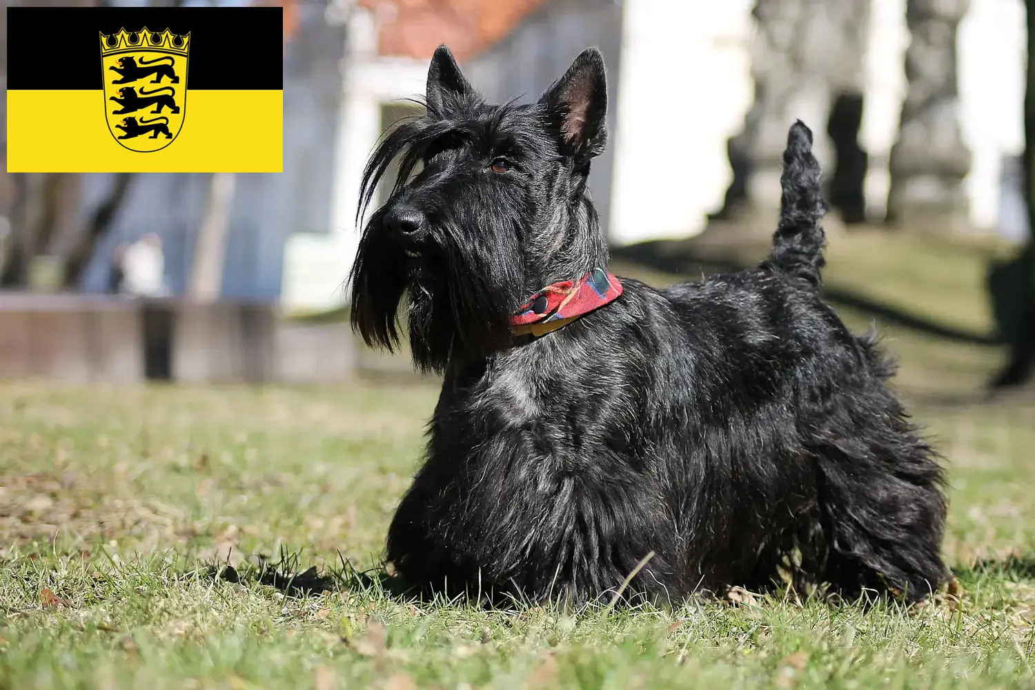 Lee más sobre el artículo Criadores de Scottish Terrier y cachorros en Baden-Württemberg