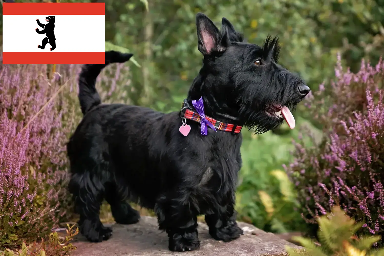 Lee más sobre el artículo Criadores y cachorros de Scottish Terrier en Berlín