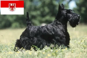 Lee más sobre el artículo Criadores de Scottish Terrier y cachorros en Brandenburgo