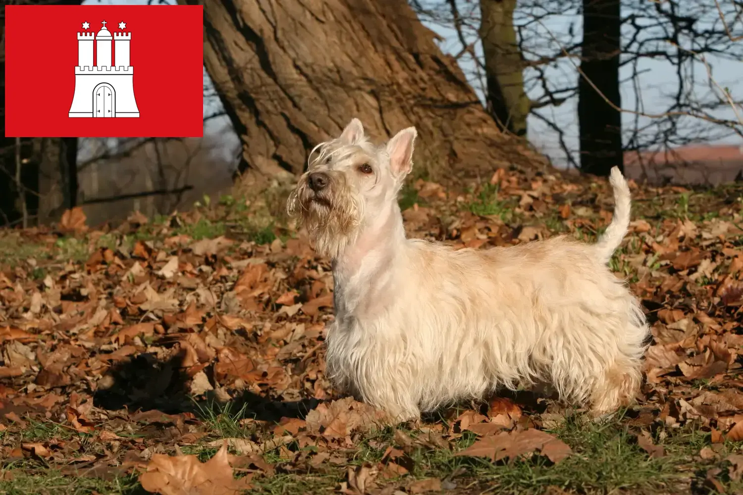 Lee más sobre el artículo Criadores de Scottish Terrier y cachorros en Hamburgo