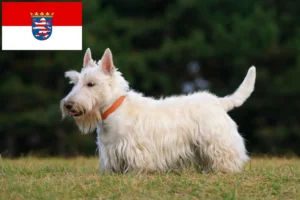 Lee más sobre el artículo Criadores de Scottish Terrier y cachorros en Hesse